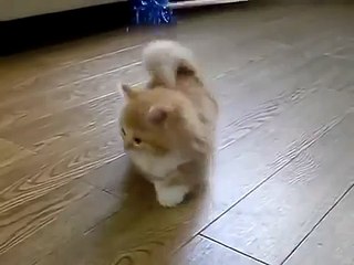 Fluffy Kitten does not know what to do.