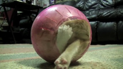 KITTEN in Hamster Ball stuck in the middle