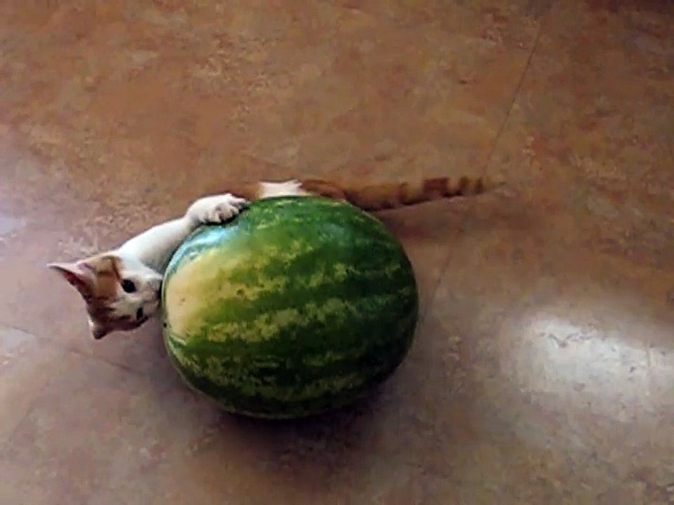 Kitten vs. Watermelon