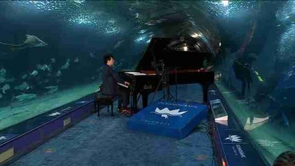 El talento de Lang Lang hace bailar a los tiburones del Oceanogràfic