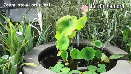 The World Under Microscope