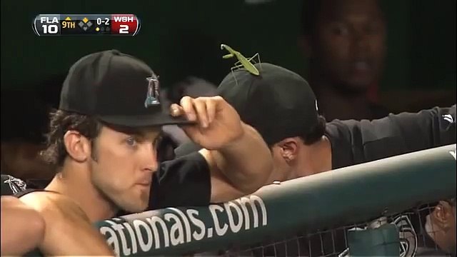 Une mante religieuse attaque un joueur pro de Baseball. Trop marrant