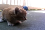 mama cat comes to rescue her little kitten