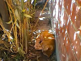 My Cat Speaks When He is Awoken