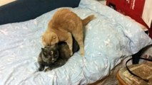 Ridiculous cats mating Part II (loud).