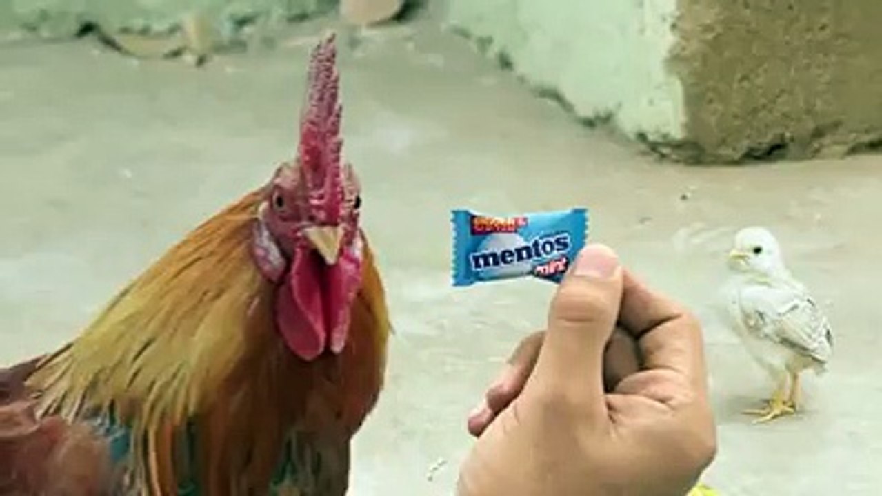 hen taiking