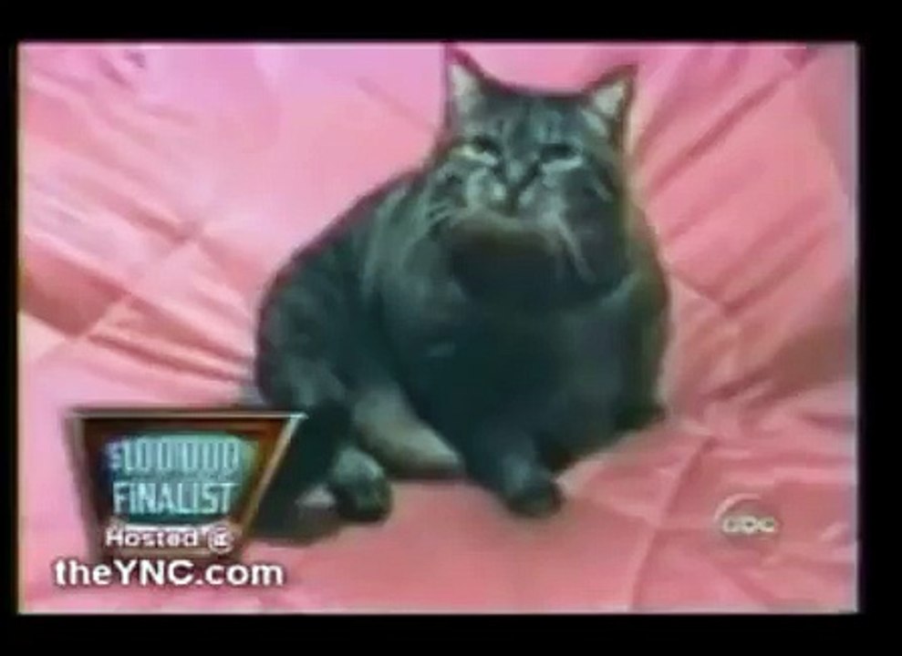 Talking Cat