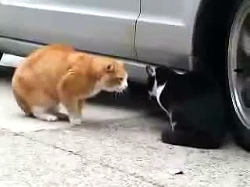 быдло-кот