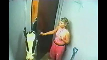 OMG!!! Angry Cow will not spare the Girl