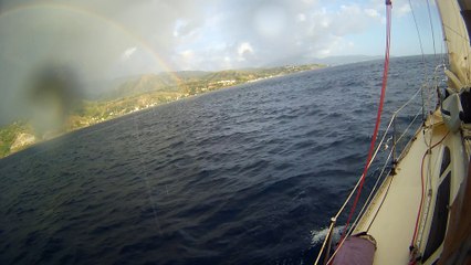 dauphins en arrivant en Martinique