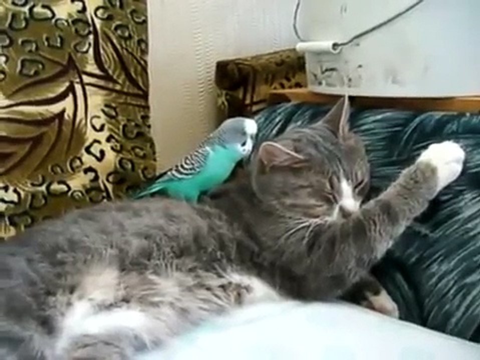 Кот и попугай