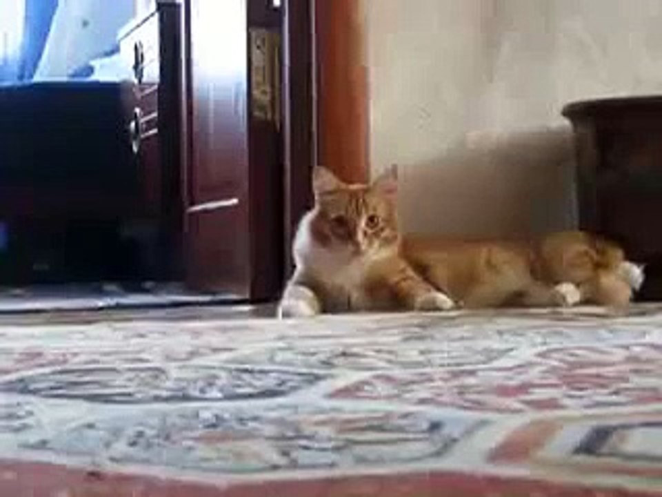 Кот ушёл  Cat gone