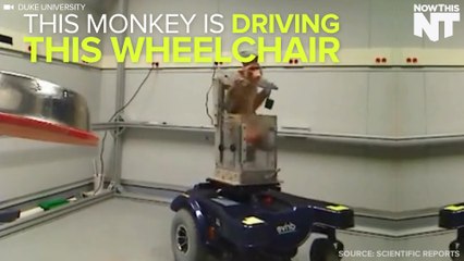 Monkey Drives Wheelchair Using Only Its Brain