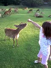 little girl and deer in Nara
