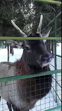 Зоопарк Романов Лес Марал