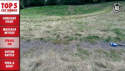 Top 5 Amazing Cats Compilation || March 4 2016