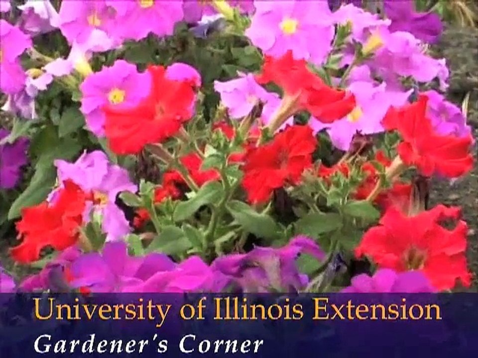 Add Drama to the Garden with Big and Bold Perennials