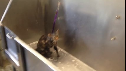 Cat says no more during her bath!