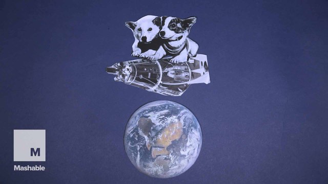 All the monkeys, dogs and ships humans have sent Into space