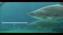 Moment pregnant shark violently attacks diver in aquarium