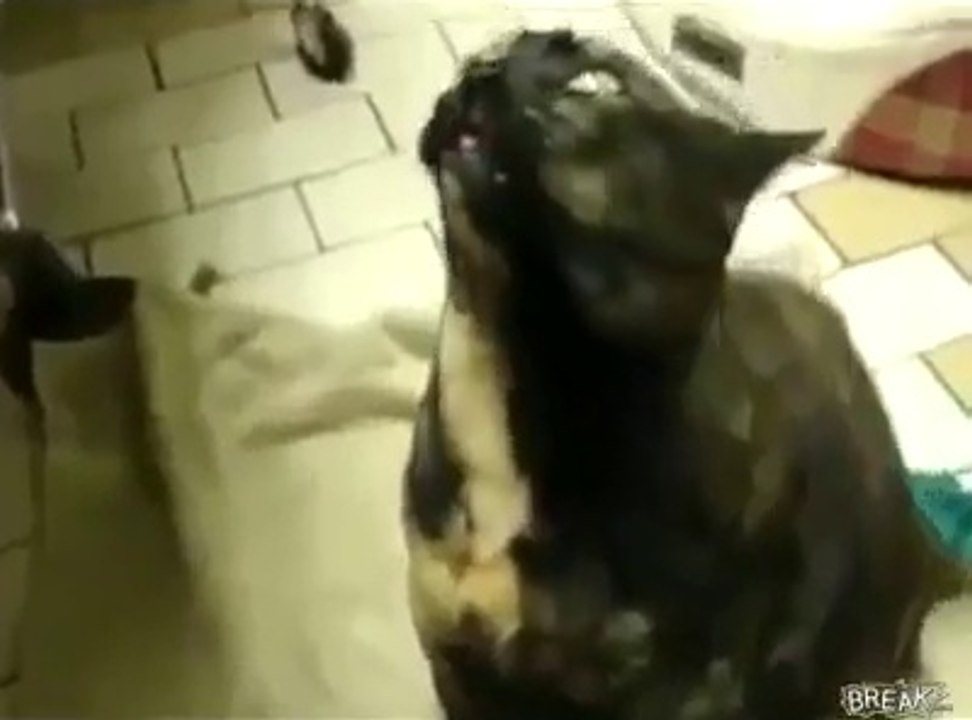 Avete visto cosa fa questo gatto