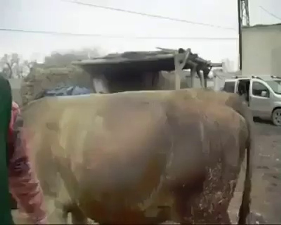 Animals Doctor Performing C section