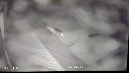 Mountain Lion Attacking Doberman