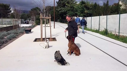 Sociabilité du chiot la Ciotat éducation canine