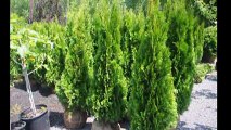 Emerald Greens       Trees for Eastern Landscapes