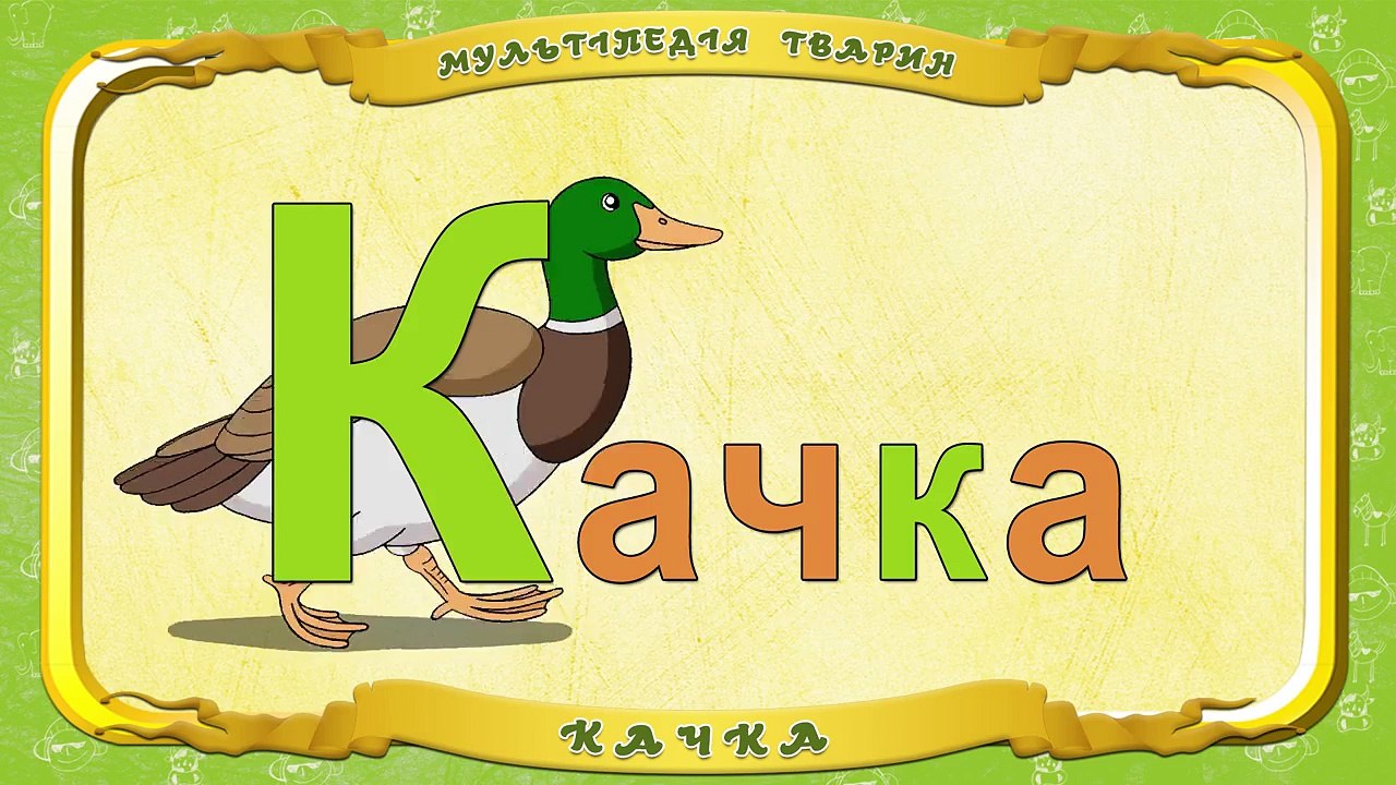 Мультіпедія тварин. Літера К Качка