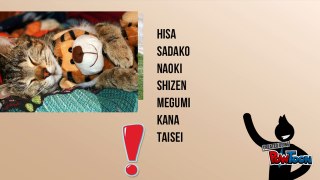 Nombres para gatos hembra en japonés