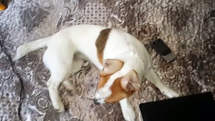 Сабака прикольно  икает!Это надо видеть!!