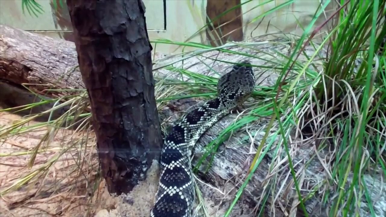 Top 10 Deadliest Snakes Not To Mess With