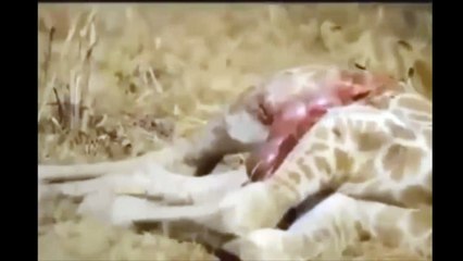 wild animal | lion atack bufalo