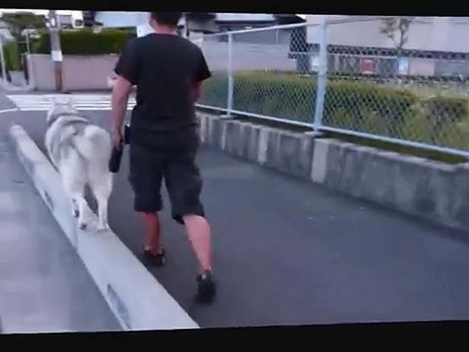 Cet humain laisse sa chienne lui grimper sur le dos lorsqu'elle est trop fatiguée pour terminer leur promenade.