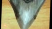 Megalodon Shark Caught on Tape Huge Teeth Slice Whale in Half Viewer Discretion Advised