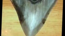 Megalodon Shark Caught on Tape Huge Teeth Slice Whale in Half Viewer Discretion Advised