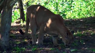 wild animal | fighting lion vs tiger