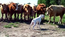 Dog vs cows funny animals