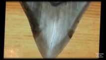 Megalodon Shark Caught on Tape Bites Whale in Half! Discover The Teeth of a Monster