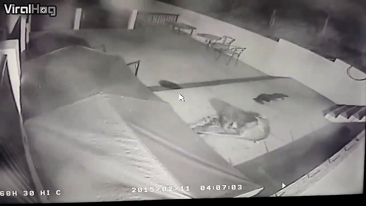 A dog is attacked by a mountain lion in Southern California