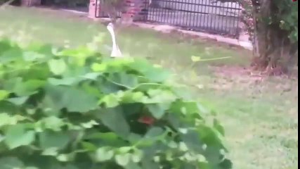 Một con vịt  - Xuân Mai ♫♫♫ Nhạc thiếu nhi sôi động 2016