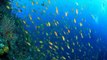Diving караловый риф, дайвинг, подводный мир