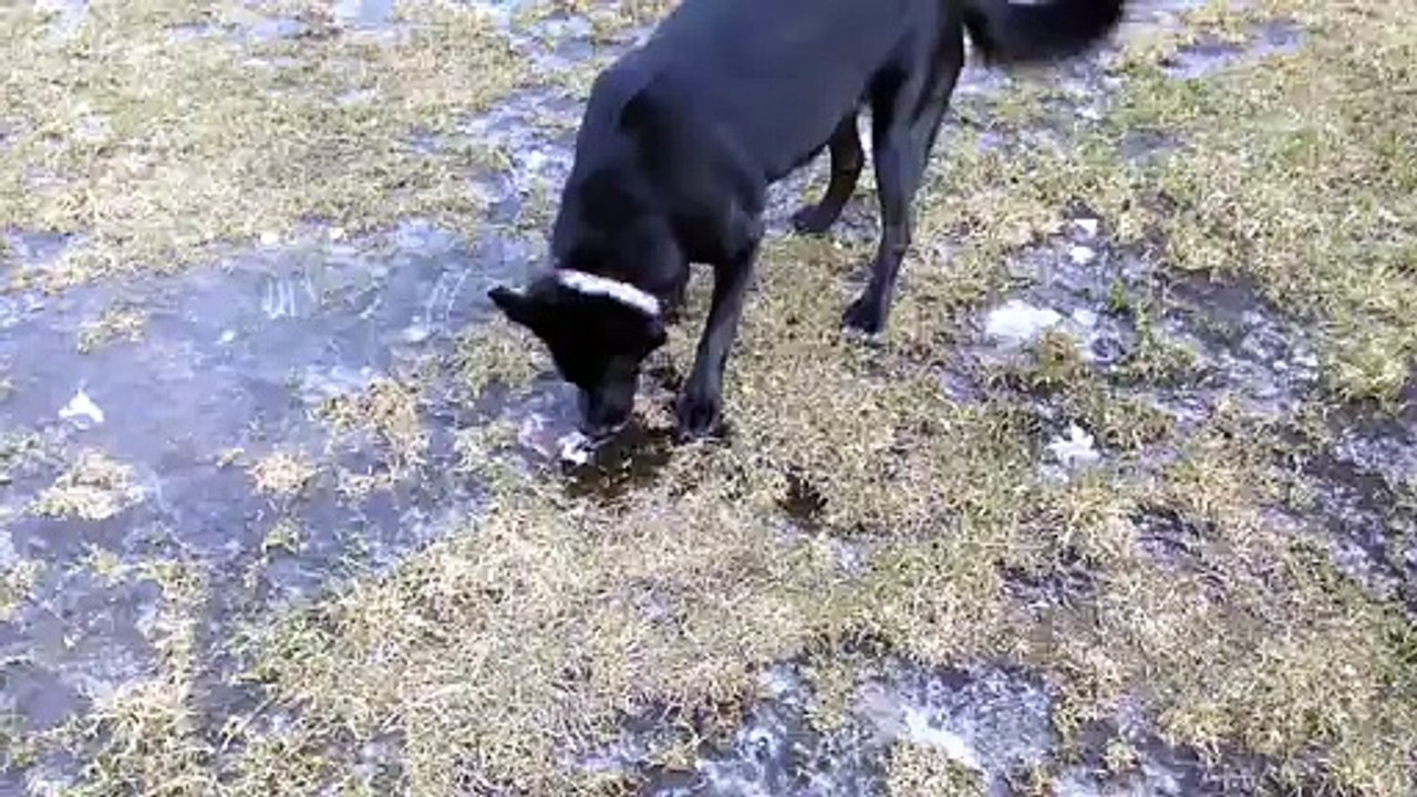 Dog Experiences Ice For The First Time