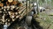 Valtra forestry tractor stuck in mud with big, fully loaded trailer