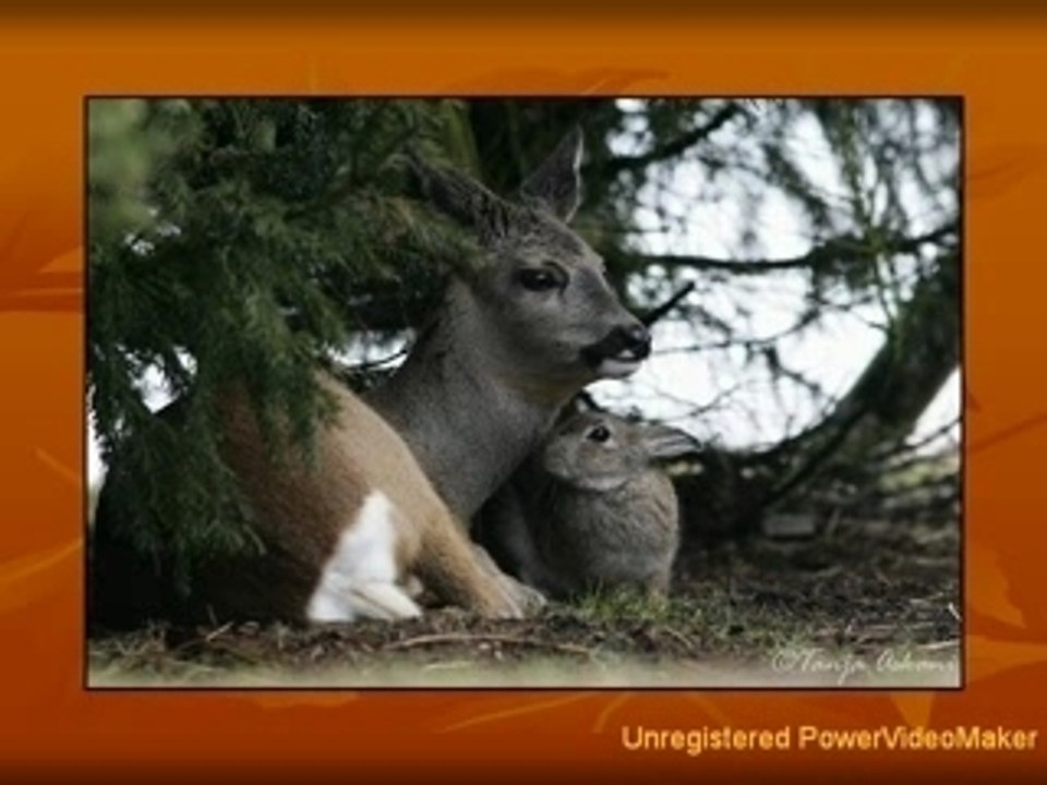 Quand les animaux nous donnent l'exemple ...
