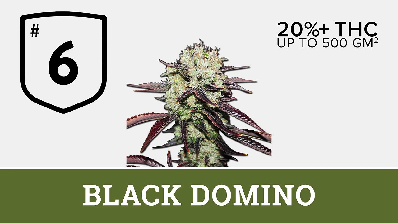 Top 10 Indica Marijuana Strains 2016