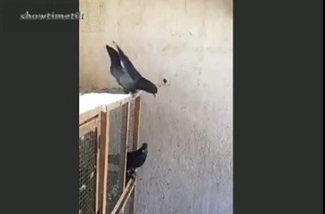 태권도 토네이도킥하는 비둘기