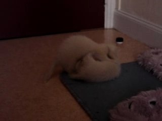 petite bagarre de furets