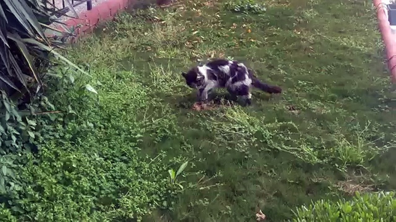 kiska